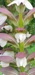 Annelies 01 Bijzonder groeisel